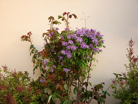 A large bunch of purple Clematis Alpina in healthy spring bloom, growing on a metal obelisk against a magnolia garden wall.