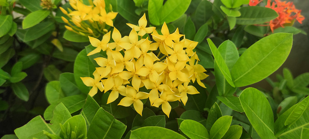 Yellow trumpetbush plant closeup view