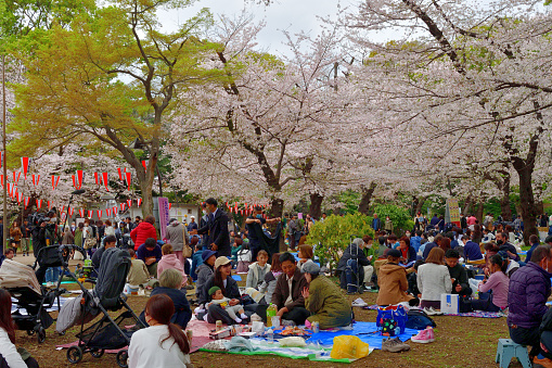 Ueno, Tokyo, Japan-March 27, 2023:\nPeople are enjoying cherry blossom in full bloom, chatting, eating and drinking under cherry trees at Ueno Park, Tokyo.\nUeno Park is one of the most popular places for cherry blossom viewing in Japan, with about 2 million people visiting the park during the cherry blossom season.\nDue to the COVID-19 pandemic, although drinking and eating are now allowed under cherry trees, singing and dancing remain to be prohibited (See 6874-6888). Meanwhile, drinking and eating by roadside remain to be prohibited (See 6897-6969).