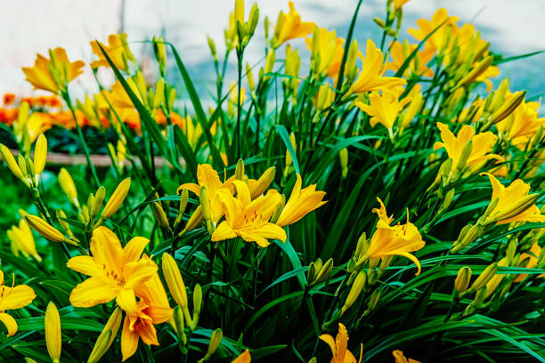 yellow daylily. a large bush Dwarf daylily Middendorf.