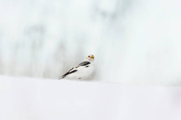 istock Snow bunting (Plectrophenax nivalis) standing in the snow in early spring. 1478671692