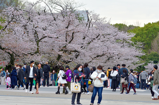 Ueno, Tokyo, Japan-March 27, 2023:\nPeople are enjoying cherry blossom in full bloom, walking under cherry tree branches hanging over the wide footpath at Ueno Park, Tokyo.\nUeno Park is one of the most popular places for cherry blossom viewing in Japan, with about 2 million people visiting the park during the cherry blossom season.\nDue to the COVID-19 pandemic, although drinking and eating are now allowed under cherry trees, singing and dancing remain to be prohibited (See 6874-6888). Meanwhile, drinking and eating by roadside remain to be prohibited (See 6897-7169).