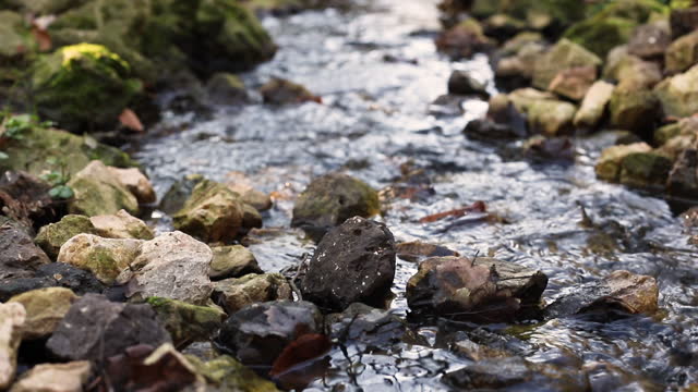 Tranquil Forest Stream with Mossy Rocks