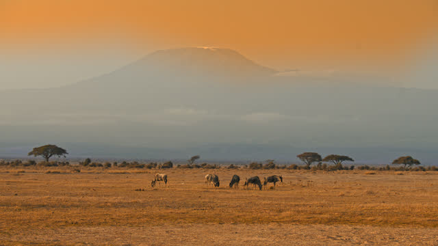Wildebeest family grazing on a plain golden savanna field in the evening,view from the distance with mountain range in the back.Mt Kilimanjaro in the background.