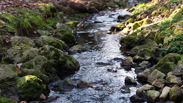 Tranquil Forest Creek: Close-up of Calming Water Flowing over Mossy Rocks