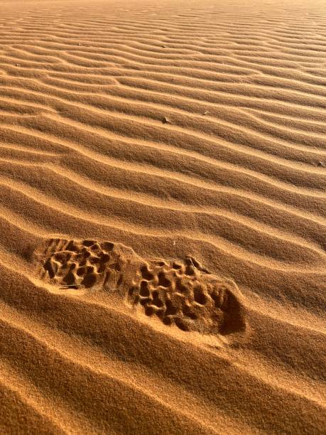 メルズーガのサハラ砂漠の砂丘に靴のプリント。モロッコ - desert landscape morocco sand dune ストックフォトと画像