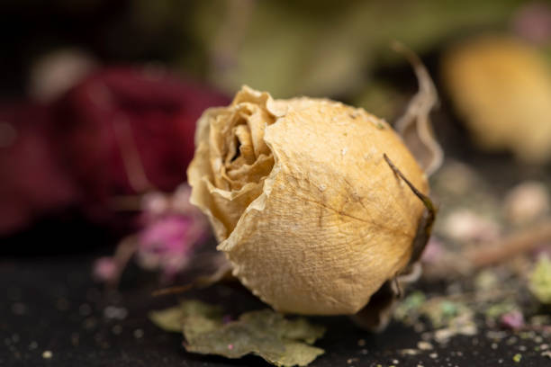 istock An old dry rose with crumbs from dry petals 1478681565