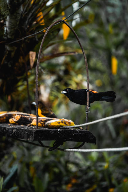 istock Tropical bird in Salento Colombia enjoying some fruit 1478682306