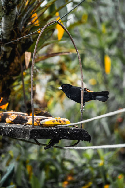 istock Tropical bird in Salento Colombia enjoying some fruit 1478682447