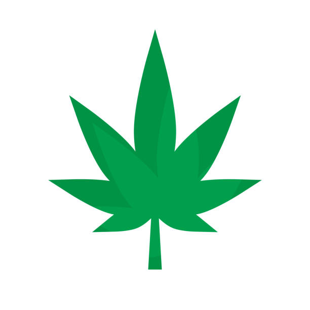 Cannabis leaf symbol. Marijuana icon. Vector. Cannabis leaf symbol. Marijuana icon. Editable vector. silhouette of the marijuana leaf symbol stock illustrations
