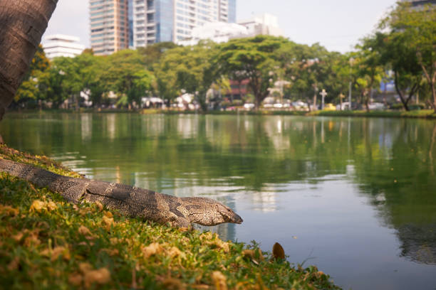 Water monitor lizard in grass in Lumphini Park. Bangkok, Thailand.