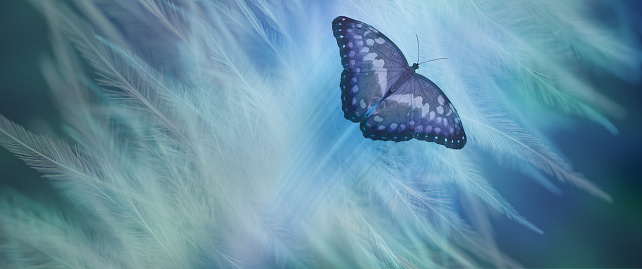 Misty blue green butterfly flying up and away against ethereal wispy light coloured feathers and copy space all around for text