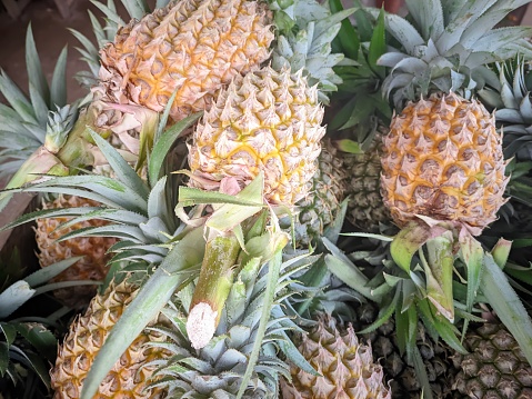 Pineapple is a tropical plant with edible fruit and the most economically important plant in the Bromeliaceae family. Pineapple is native to South America, and has been cultivated there for centuries