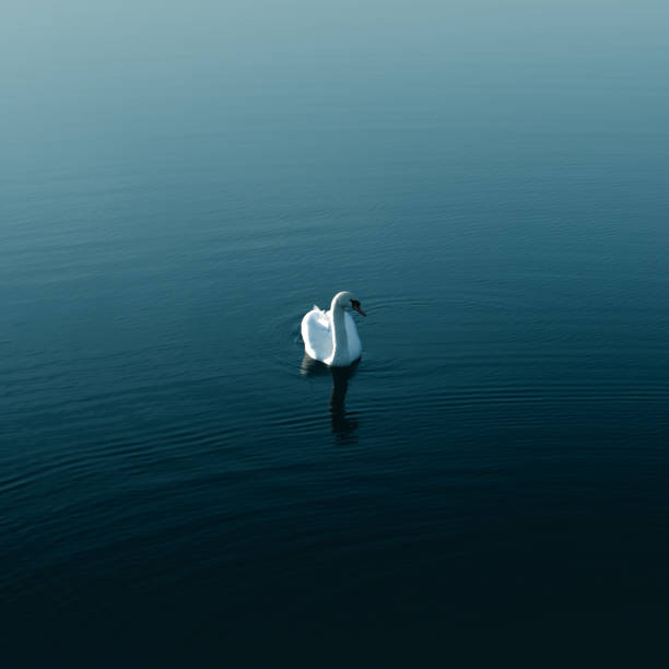 istock Lonely swan in the water 1478690145