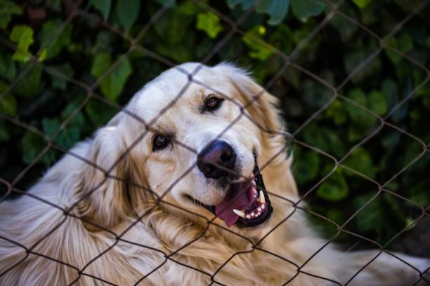 istock Cute Retriever with its mouth open behind metallic fence 1478690542