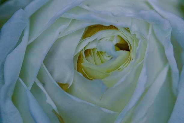 istock Close-up shot of a white rose 1478690670