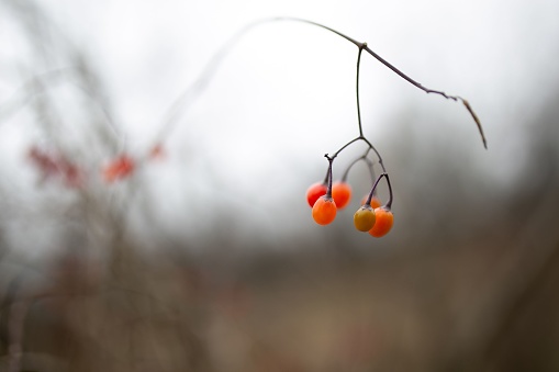 A closeup shot of goji berries hanging on a leafless branch