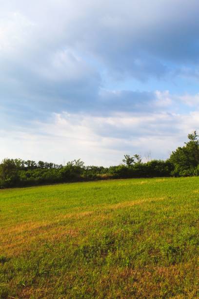 istock Vertical of park with sunlit grass and trees cloudy sky, sun background 1478691043