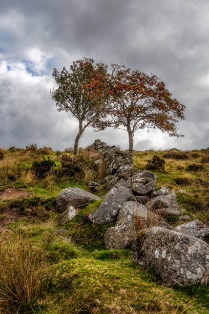 istock two trees on path leading to Wistman's Wood, Dartmoor, England 1478692030