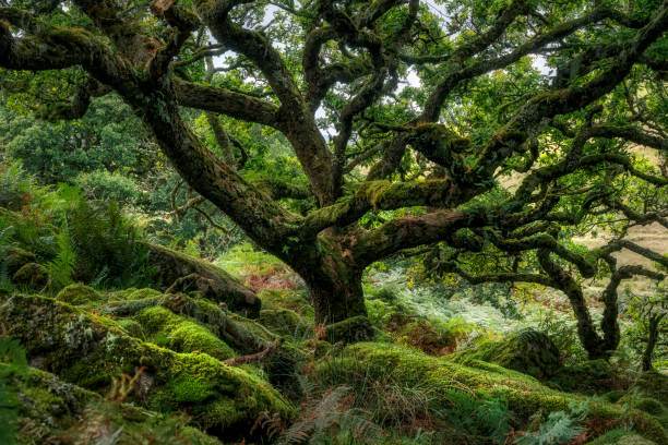 istock Wistman's Wood, Dartmoor, England 1478692091