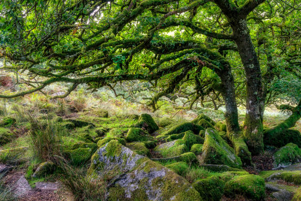 istock Wistman's Wood, Dartmoor, England 1478692283