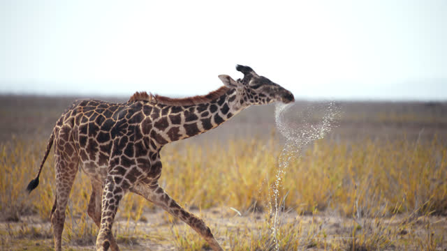 SLOW MOTION Majestic giraffe standing and putting the head down to drink from a waterhole,standing up,beautiful grassy field in the background. Documentary Footage