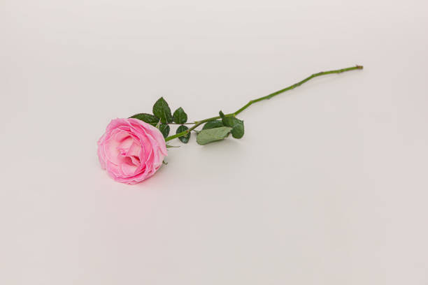 istock Blooming pink rose flower isolated on white background 1478694392