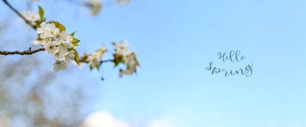 istock Selective focus of a cherry branch on a tree. beautiful white flowers in spring. 1478695607