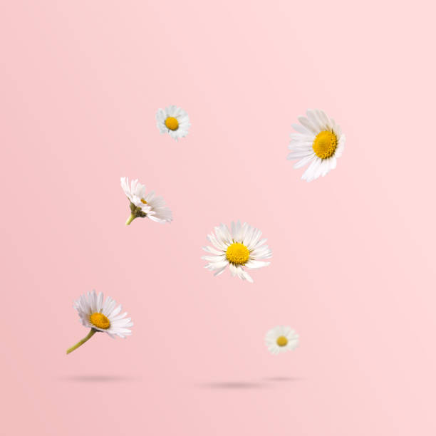 fiori primaverili, margherite che levitano su uno sfondo rosa pastello. concetto minimale di primavera o fiore - famiglia delle margherite foto e immagini stock