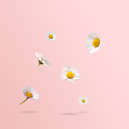Spring flowers, daisies levitating against pastel pink background. Minimal spring or flower concept