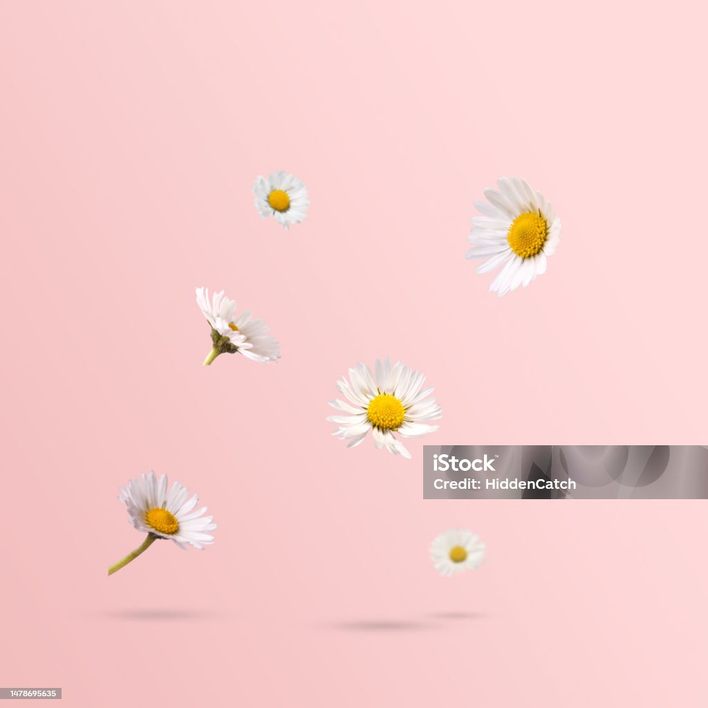 Spring flowers, daisies levitating against pastel pink background. Minimal spring or flower concept Chamomile Stock Photo