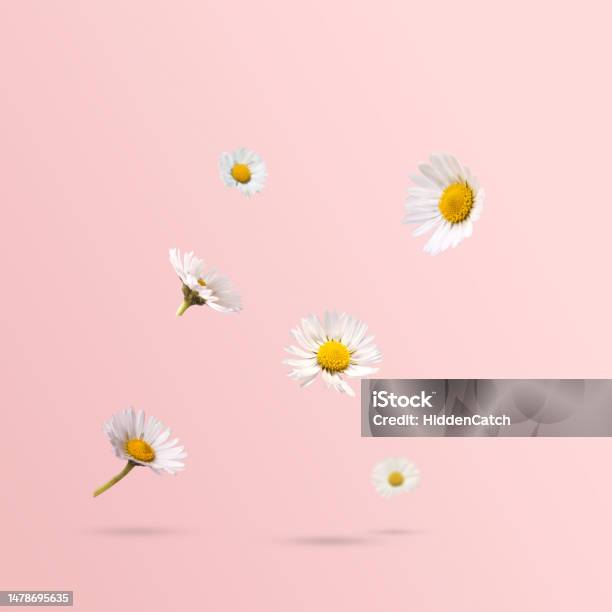 Spring Flowers Daisies Levitating Against Pastel Pink Background Minimal Spring Or Flower Concept Stock Photo - Download Image Now