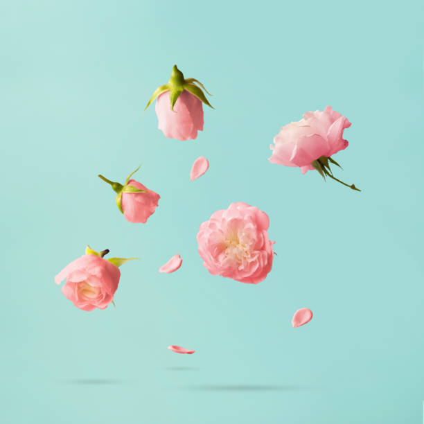 istock Pink roses levitating against blue background; Minimal spring or flower concept 1478695644