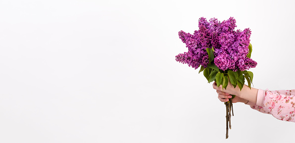 A hand with a bouquet of lilacs on a white background, a banner. Isolate