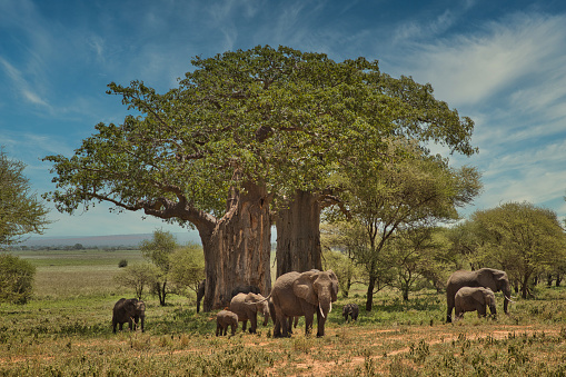Animal watching on safari in Tarangire National Park. Tanzania. Africa.