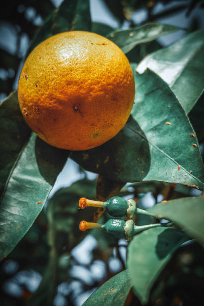 istock An orange on the tree with two other small oranges that are beginning to grow 1478698006