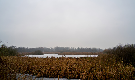 Nature scene in winter in the Onlanden, Netherlands