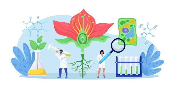 ilustrações de stock, clip art, desenhos animados e ícones de scientist exploring nature. botany, microbiology, biology. science research lab. scientists make laboratory analysis of life system, living organisms, plant cell. molecular engineering, bioengineering - science botany chemistry formula