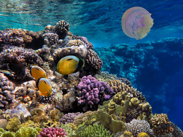 istock Coral reef underwater with shoal tropical fish 1478700885