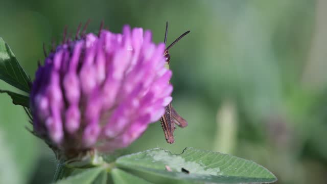 Selective focus footage of a bug on a beautiful purple flower in the park