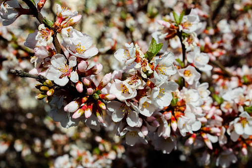 The blossoming plum tree. A branch of a plum tree with pink flowers. Flowering plum tree in spring.