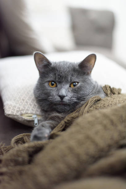 istock a British shorthair cat is lying on the bed 1478704612