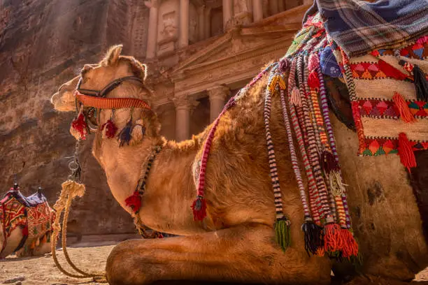 Photo of Camel in front of Treasury Building of Petra