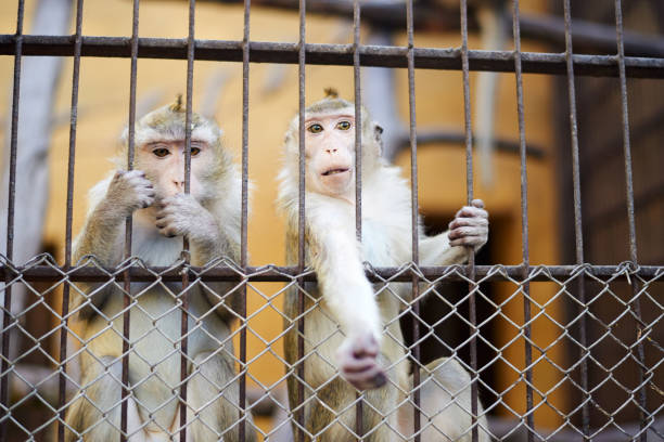 istock Two little monkeys stretching the hand and looking from the cage 1478704773