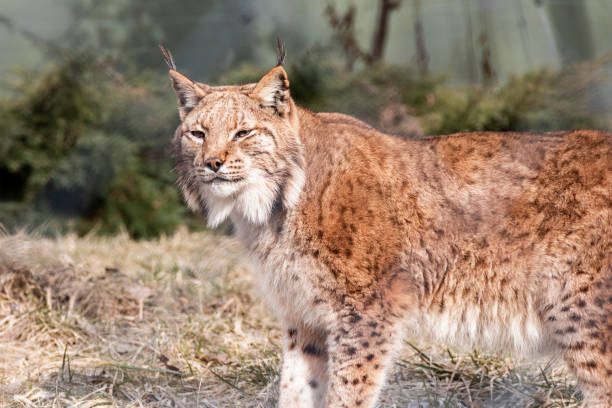 istock Curious linx exploring his habitat during daylight at the zoo 1478704889