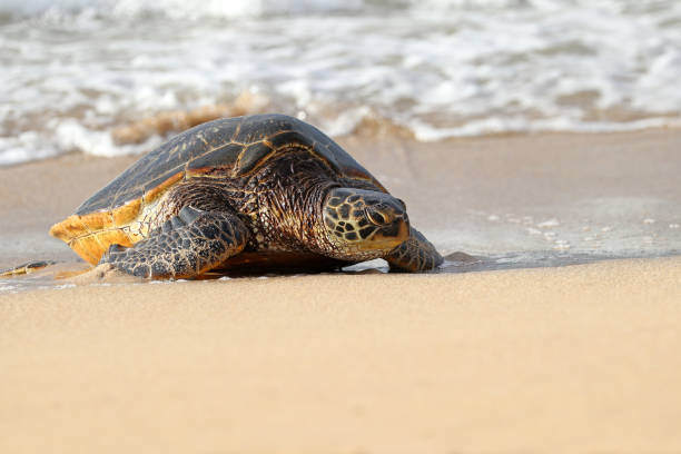 Tortue de mer verte débarquant sur une plage de sable.  Maui, Hawaï - Photo