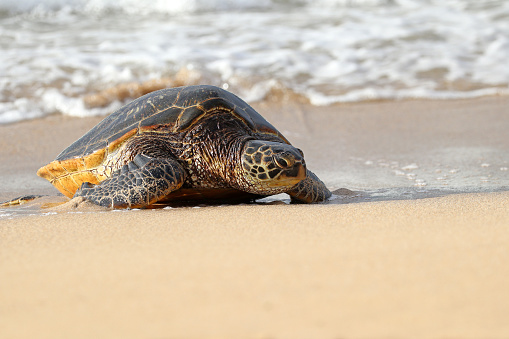Green Sea Turtle coming ashore on sandy beach.  Surfs in background. Maui, Hawaii