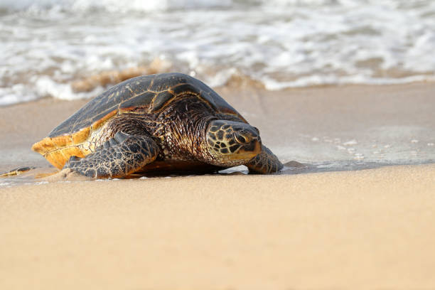 Green Sea Turtle coming ashore on sandy beach.  Maui, Hawaii - fotografia de stock