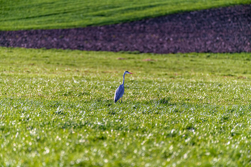 Juvenile grey heron is perching on a meadow in spring in nature reserve, Germany