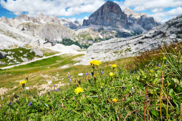 istock Dandelions growing in Giau Pass 1478710977